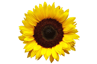 sunflower2